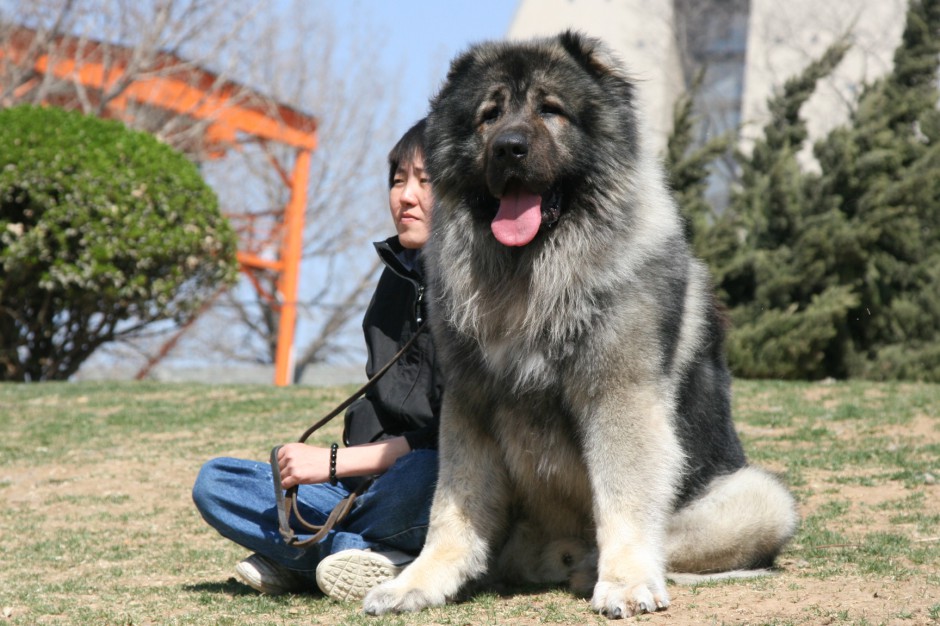 Picture gallery of large adult Caucasian dogs