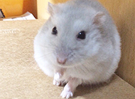 A collection of pictures of docile adult milk tea hamsters