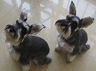 Miniature Schnauzer Dog Playing Pictures