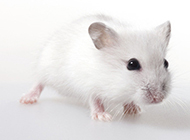 Cute little white mouse pictures