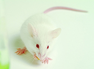 Clever and cute pictures of white mice