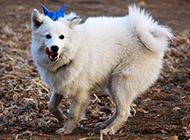 Captured picture of white fox dog playing in the wasteland