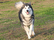 Picture gallery of large dogs Alaskan dogs
