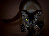 Pictures of Bombay cats with sharp eyes and domineering looks