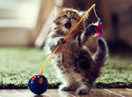 Naughty and fun pictures of pocket teacup cats