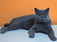Blue British Shorthair cat pictures are elegant and cute