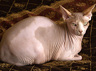 Pictures of honest and calm Sphynx hairless cat