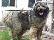 Pictures of the world's largest Caucasian dog