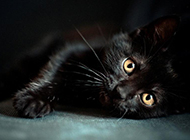 Bombay cat naughty and coquettish pictures