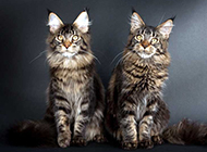 Pictures of cute and quiet Maine Coon cats