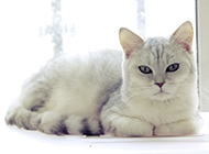 Pictures of British shorthair cats with lazy and noble posture