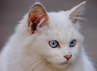 Close-up picture of head of white cat with blue eyes