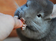 Naughty and playful gray chinchilla pictures