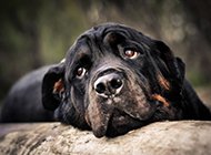 Pictures of German Rottweiler dogs with innocent eyes