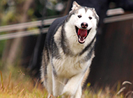 Alaskan dog running picture