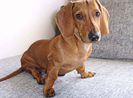 Pictures of strong and handsome little dachshunds