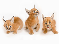 Caracal cat pictures cute and cute