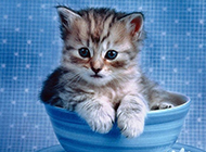 Cute teacup cat blue background picture collection