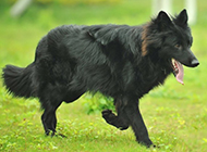 Picture of Belgian Shepherd dog running happily outdoors