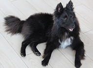 Black long-haired Belgian Shepherd dog pictures