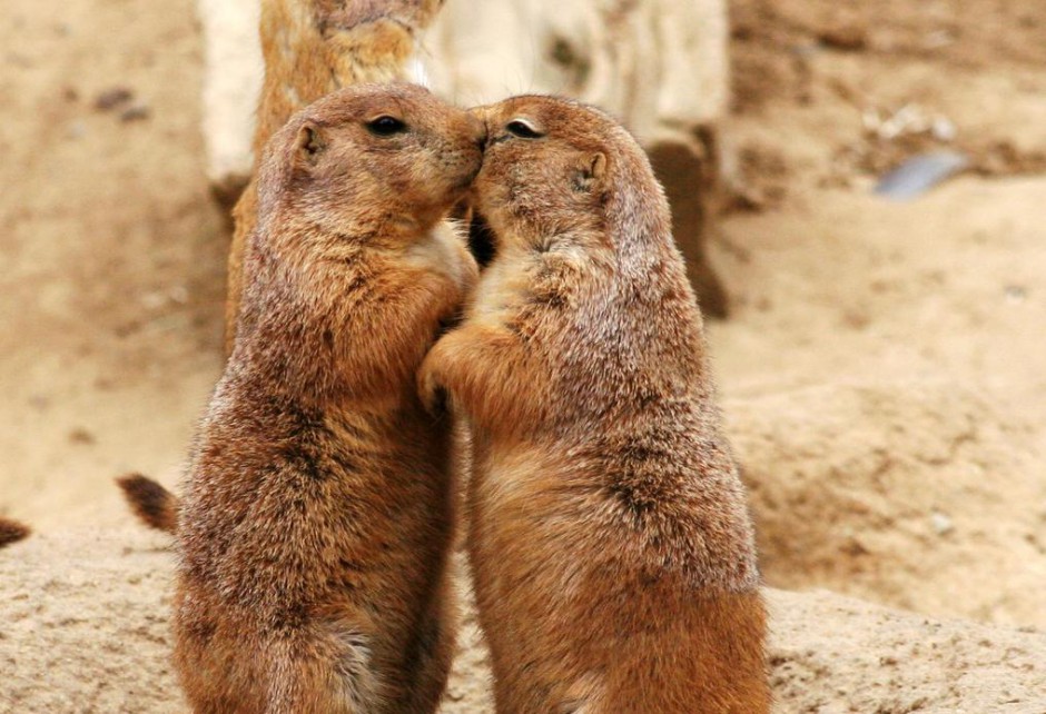 A collection of pictures of kissing woodchucks