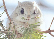 Animal Protection Cute Little Flying Squirrel Pictures