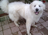 Shorthair Great Pyrenees Dog Pictures