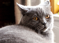 Pictures of purebred British shorthair cats with sharp eyes
