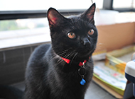 Obedient and well-behaved Bombay cat pictures