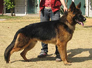 Pictures of adult tall and strong shepherd dogs