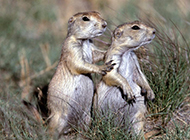Friendly naughty little gopher pictures