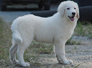 Pictures of gentle and friendly Great Pyrenees puppies