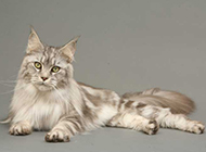 Elegant Maine Coon cat pictures