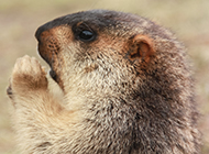 Close-up picture of pet groundhog head