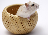Cute and naughty pictures of fat white mice