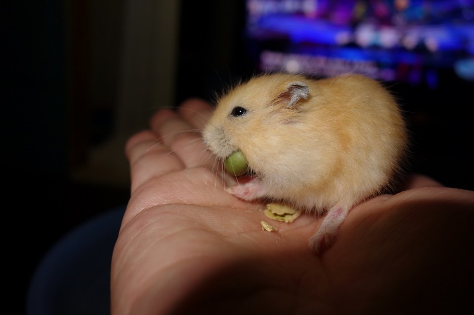 Pictures of greedy little pudding hamster