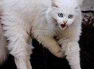 Long-haired blue-eyed white cat with fierce expression picture