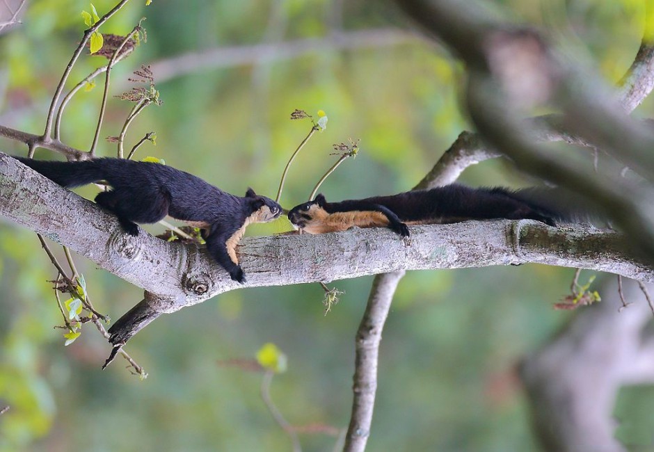 Pictures of Indian giant squirrels kissing sweetly