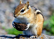 Cute chipmunk carrying food pictures