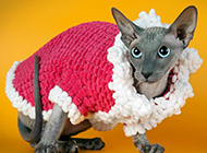 Canadian Sphynx cat pictures with clean and festive looks