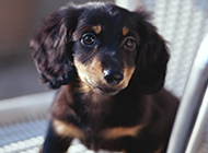 Pictures of cute and clever dachshunds