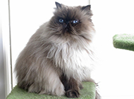 Himalayan cat naughty and playful pictures
