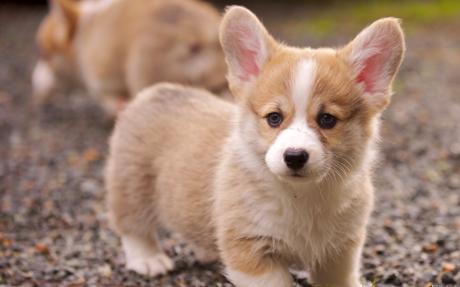 Welsh Corgi puppy cute pictures