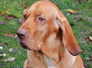 Close-up picture of British bloodhound's sad eyes