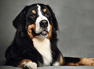 Swiss Bernese Mountain Dog obedient picture wallpaper