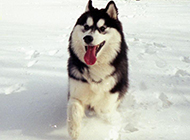 Pictures of Northeastern sled dogs with cute expressions