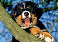 Purebred Bernese Mountain Dog naughty pictures
