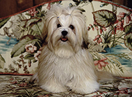 Pictures of beautiful and well-behaved Lhasa Apso dogs