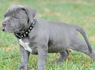 Three month old gray pitbull picture