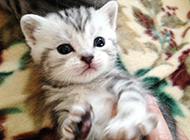 Newborn kitten tabby cat pictures